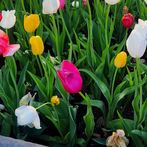 Meet your Posher, Cris - Picture 1 of 1